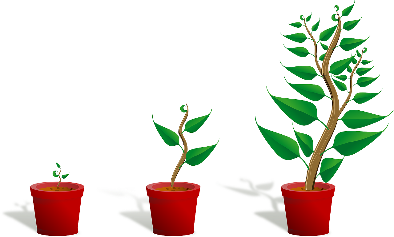 Growing plant 1
